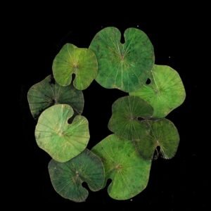 Lotus Leave Wall Art 025