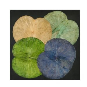 Lotus Leave Wall Art 034