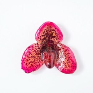 Real orchid flower jewelry wholesale Bellatulum necklace in pink color