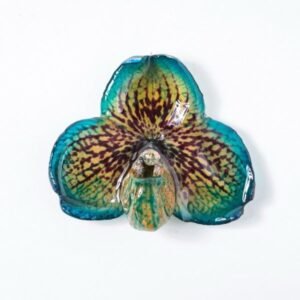 Real orchid flower jewelry wholesale Bellatulum necklace in blue color