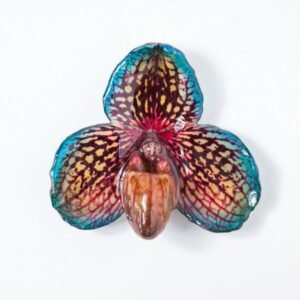 Real orchid flower jewelry wholesale Bellatulum necklace in blue color