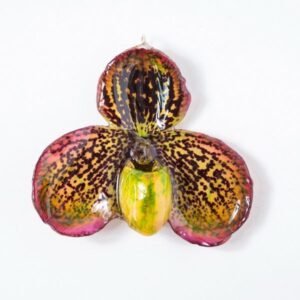 Real orchid flower jewelry wholesale Bellatulum necklace in pinnk color