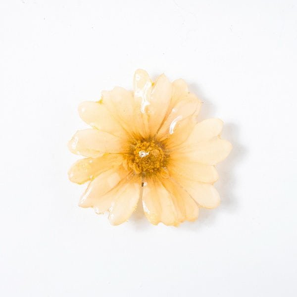 Real_Flower_Jewelry_Daisy_Necklace9 Real orchid flower jewelry wholesale Daisy necklace in beige color