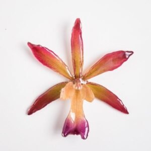 Real flower jewelry wholesale large Cattleya pendant in pink color