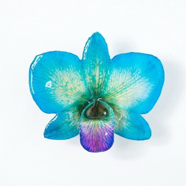 Real flower jewelry wholesale round Dendrobium pendant in blue color