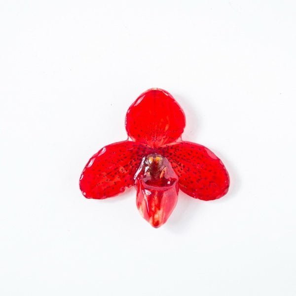 Real flower jewelry small Bellatulum pendant in red color