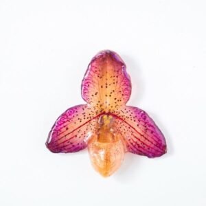 Real flower jewelry wholesale small Bellatulum pendant in pink color