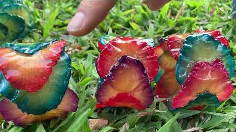 Latest Additions Review: Real Orchid Flower Bangles & Rings Wholesale